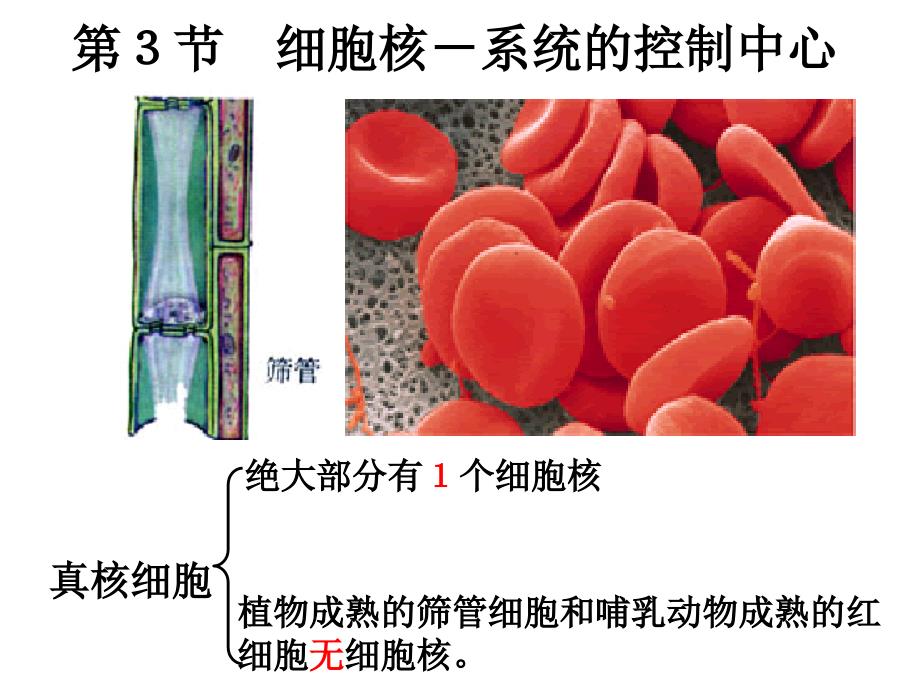 细胞核——系统的控制中心60970_第3页