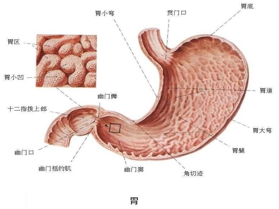 从胃的损伤与保护谈溃疡的形成与治疗_第5页