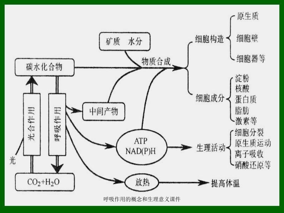 呼吸作用的概念和生理意义课件_第5页