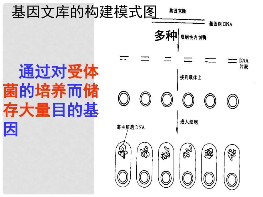 江苏省宿迁市马陵中学高考生物专题复习 基因工程的基本操作程序课件_第5页