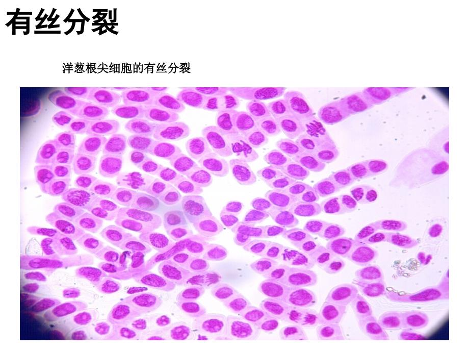 有丝分裂课件_第1页