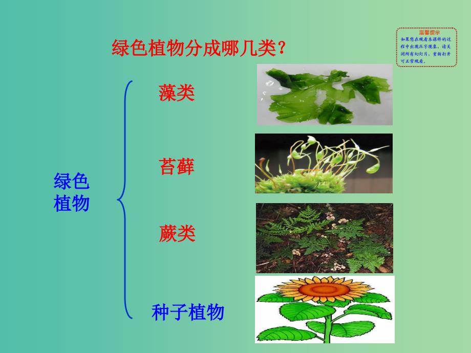 七年级生物上册 3.1.1 藻类、苔藓和蕨类植物教学课件 新人教版.ppt_第2页