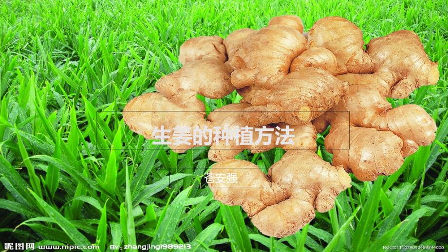 生姜的种植方法_第1页
