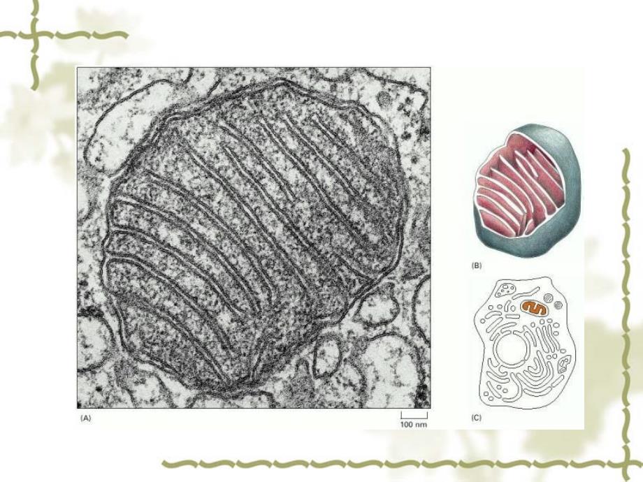 细胞生物学第六章线粒体_第2页