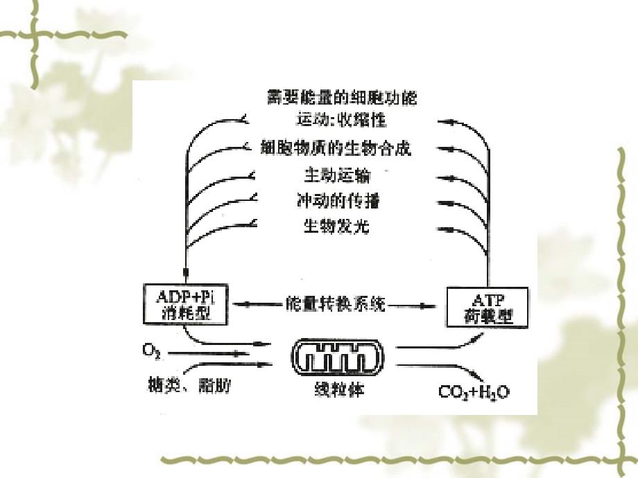 细胞生物学第六章线粒体_第4页