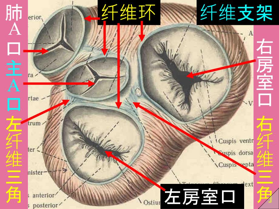 系统解剖34心2ppt课件_第4页