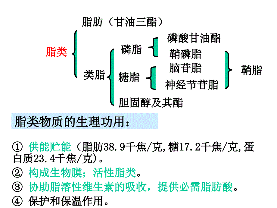 脂类代谢第十章生物化学_第3页