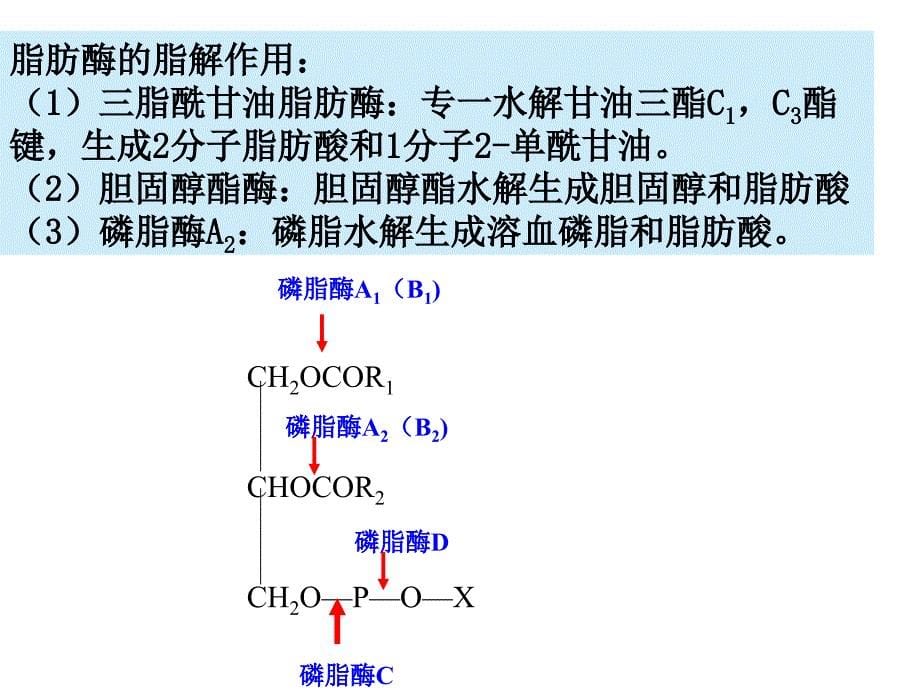 脂类代谢第十章生物化学_第5页