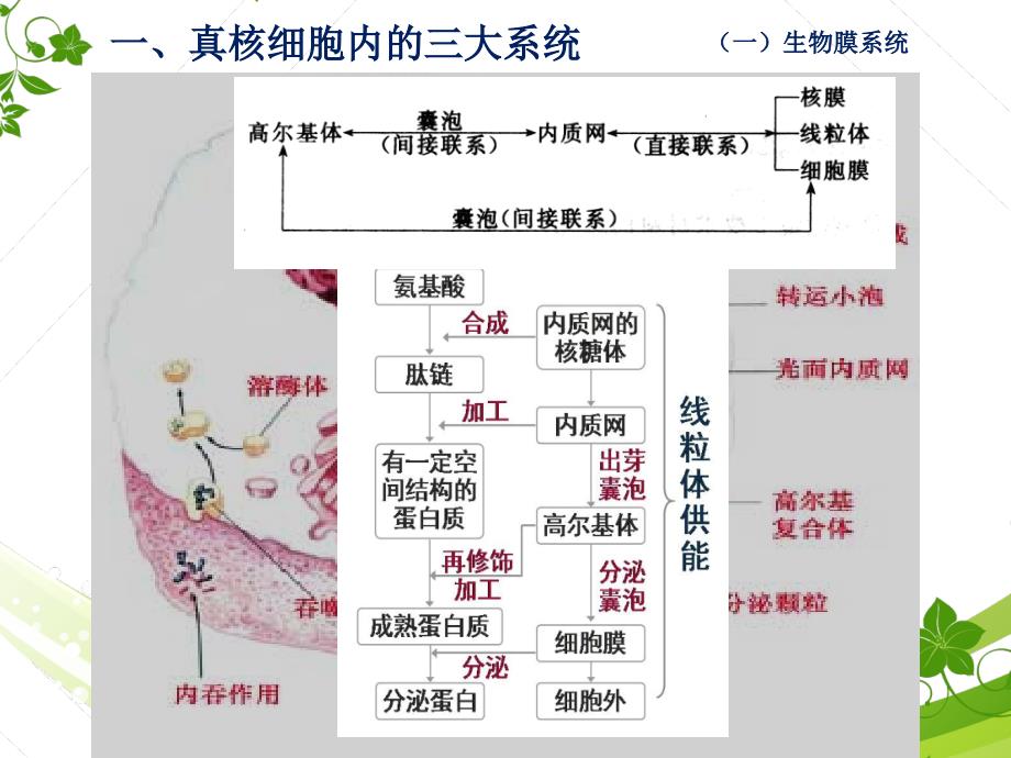 图解细胞学——细胞三大系统(复习用)教学文案_第2页