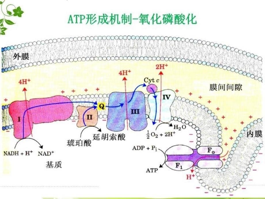 图解细胞学——细胞三大系统(复习用)教学文案_第5页