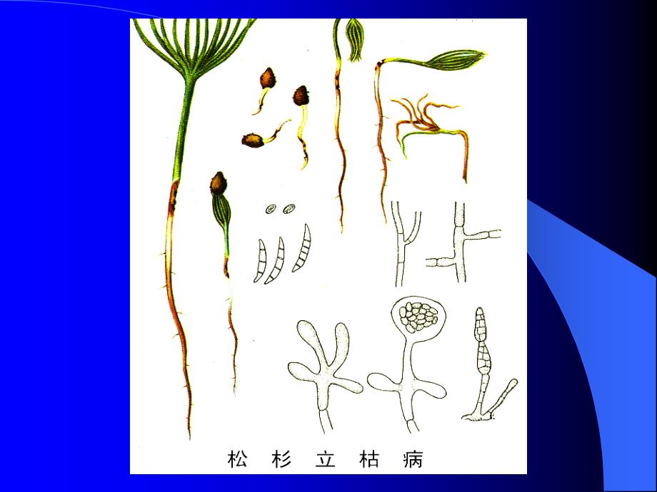 苗木猝倒和立枯课件_第3页