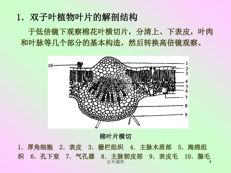 实验六 叶的解剖结构【青苗书苑】_第4页