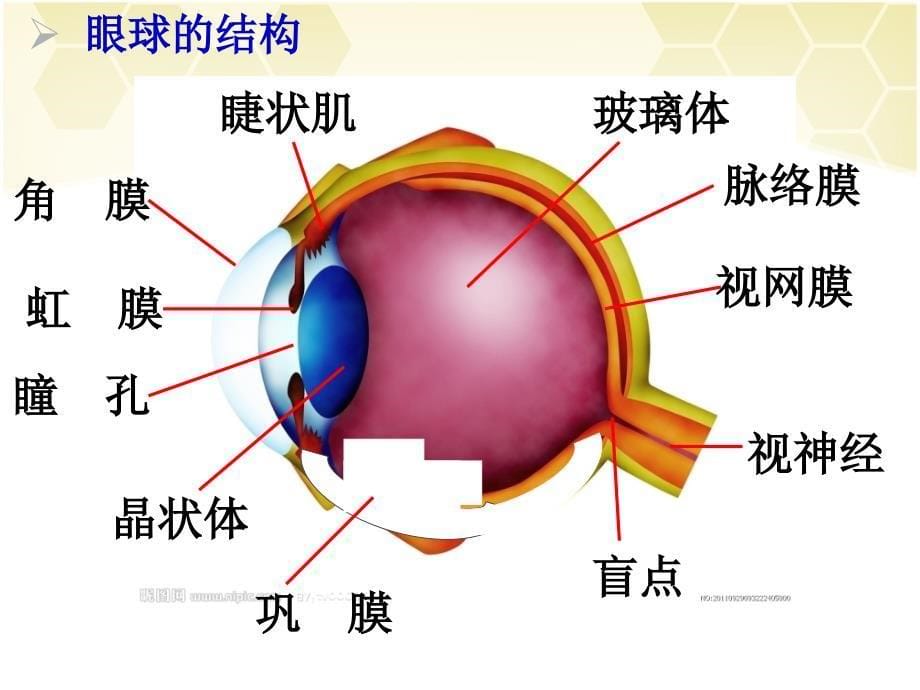 眼的主要结构及其功能.ppt_第5页