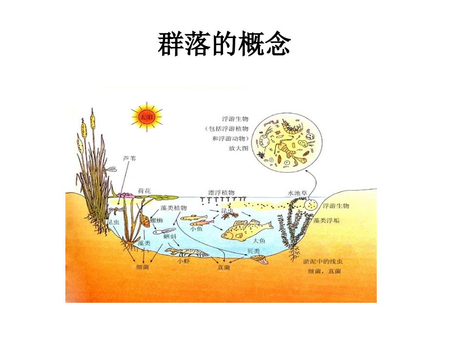 七中课件4.3群落的结构_第2页