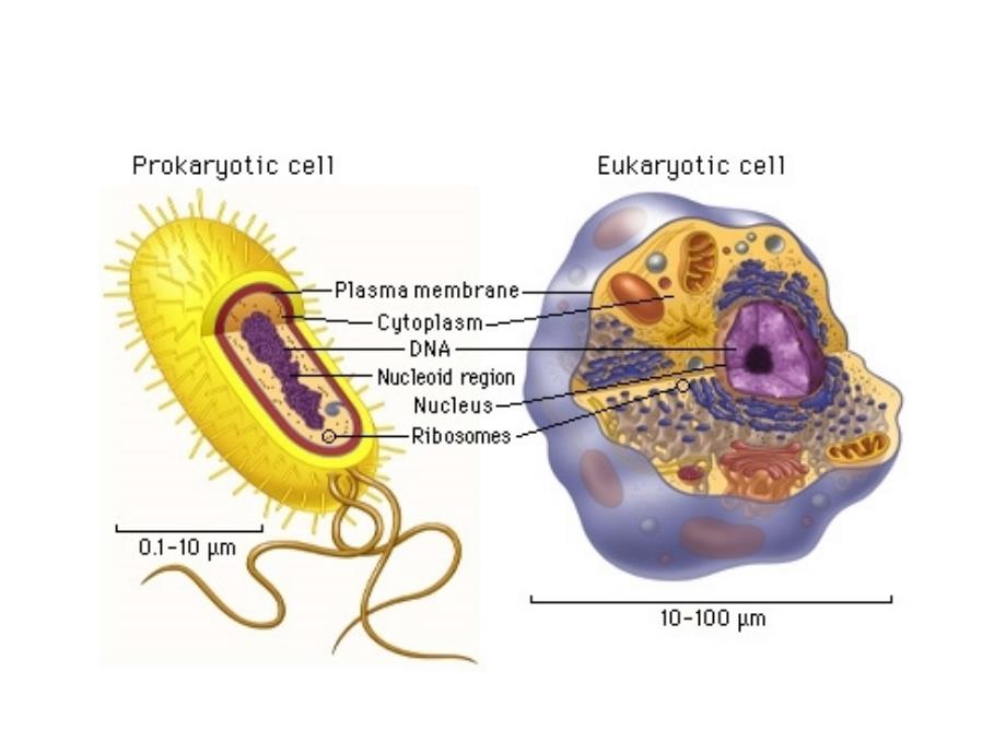 医学细胞生物学课件：3 细胞的内膜系统_第4页