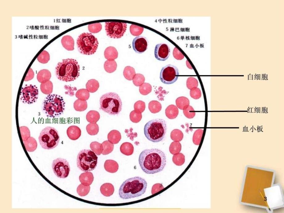 ...第四章第二节血流的管道血管课件_第3页