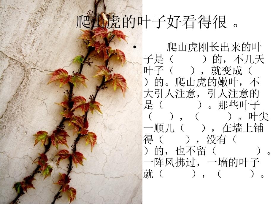 《爬山虎的脚》课件 (2)_第4页