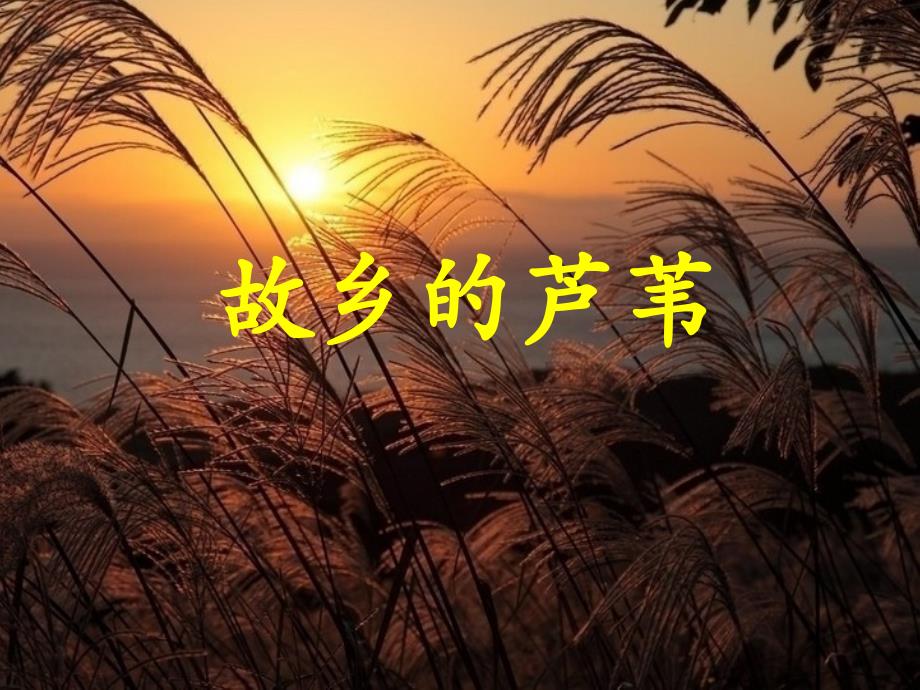 故乡的芦苇参考课件_第1页