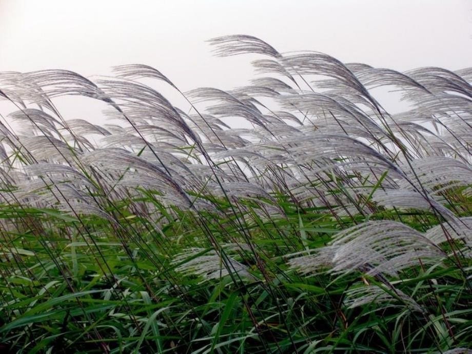 故乡的芦苇参考课件_第5页