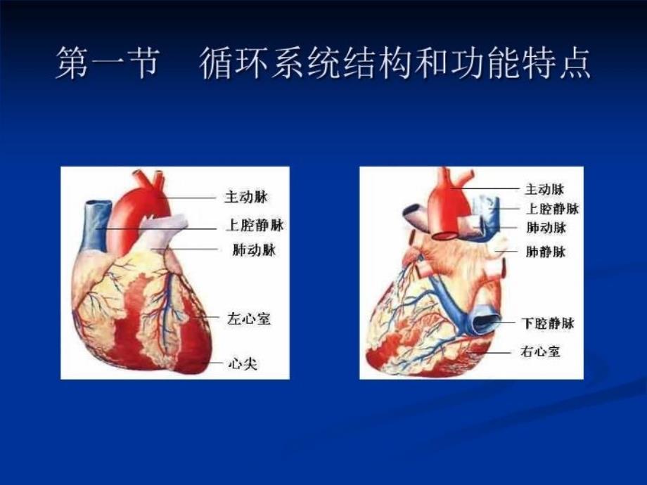 内科循环系统总论研究_第4页