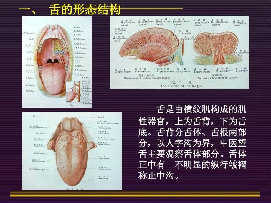 医学专题：中诊--舌诊_第5页