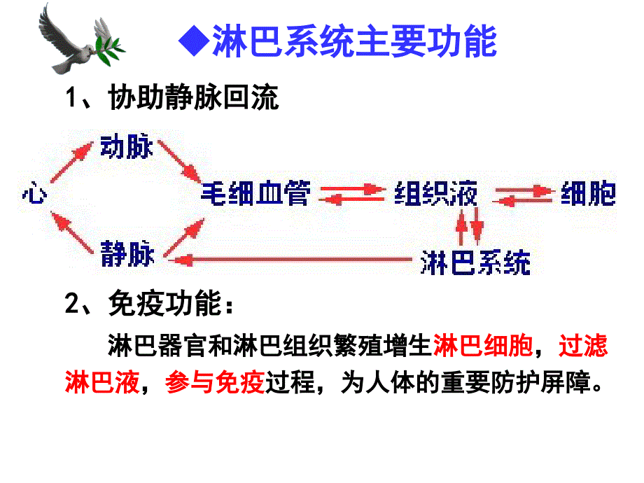 淋巴内分泌系统课件_第2页