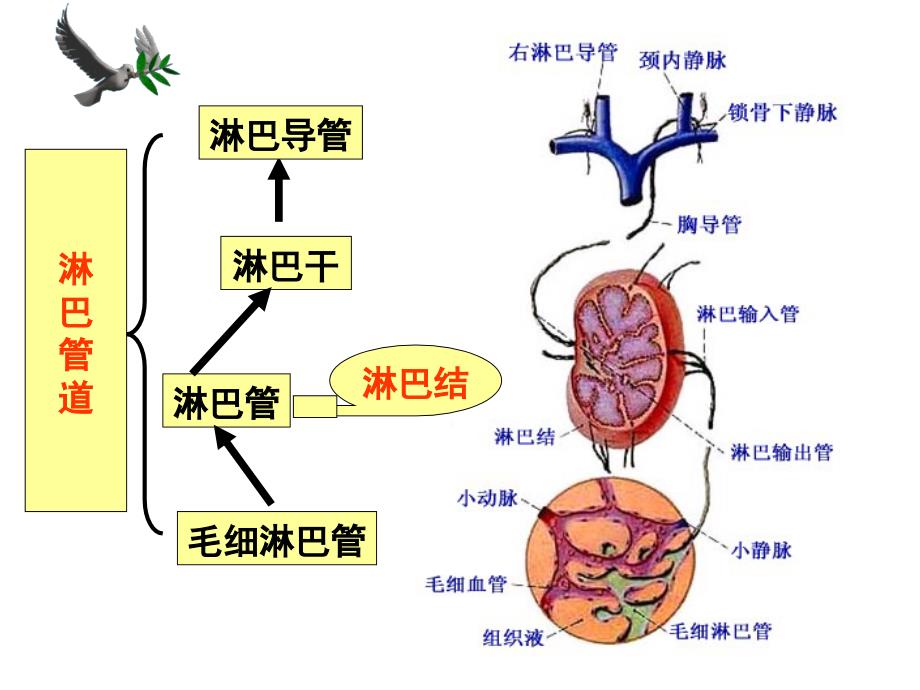 淋巴内分泌系统课件_第3页