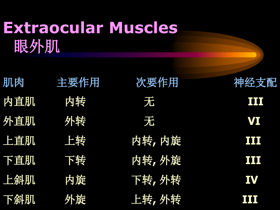 眼外肌学概述_第2页