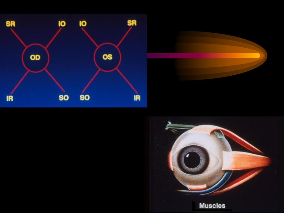 眼外肌学概述_第3页