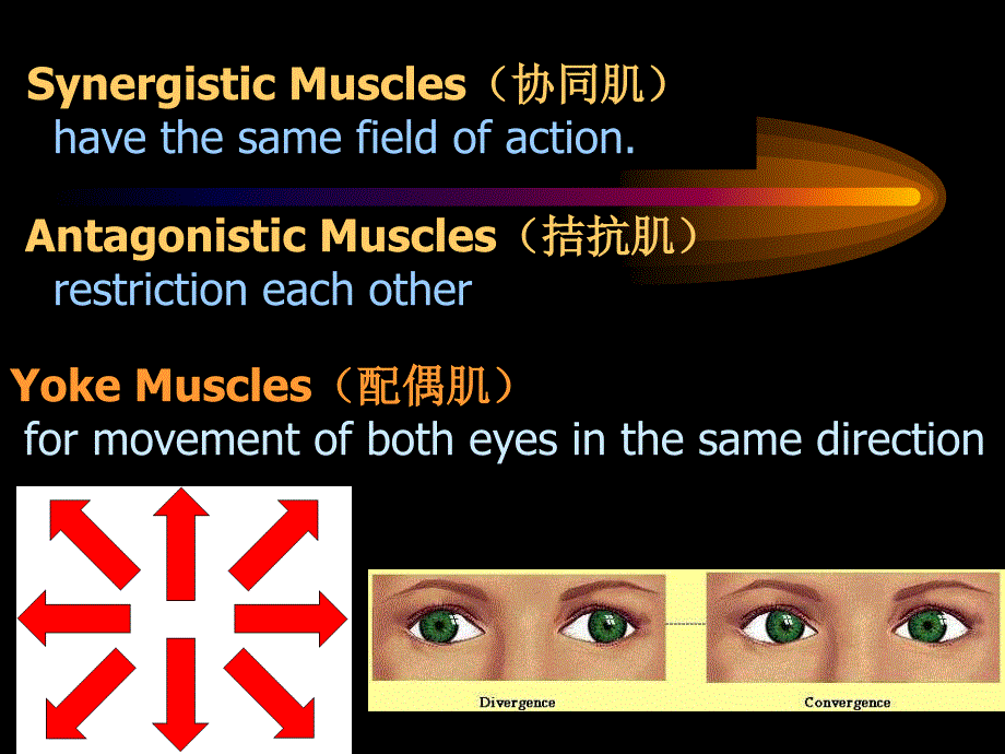 眼外肌学概述_第4页