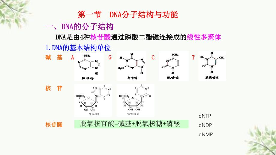 DNA多态性分析基础ppt课件_第4页