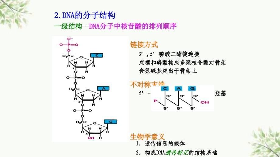 DNA多态性分析基础ppt课件_第5页