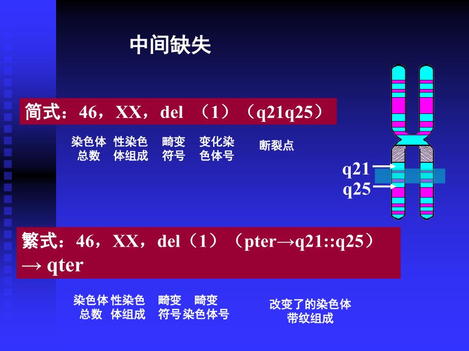 染色体疾病的诊断二.ppt_第3页