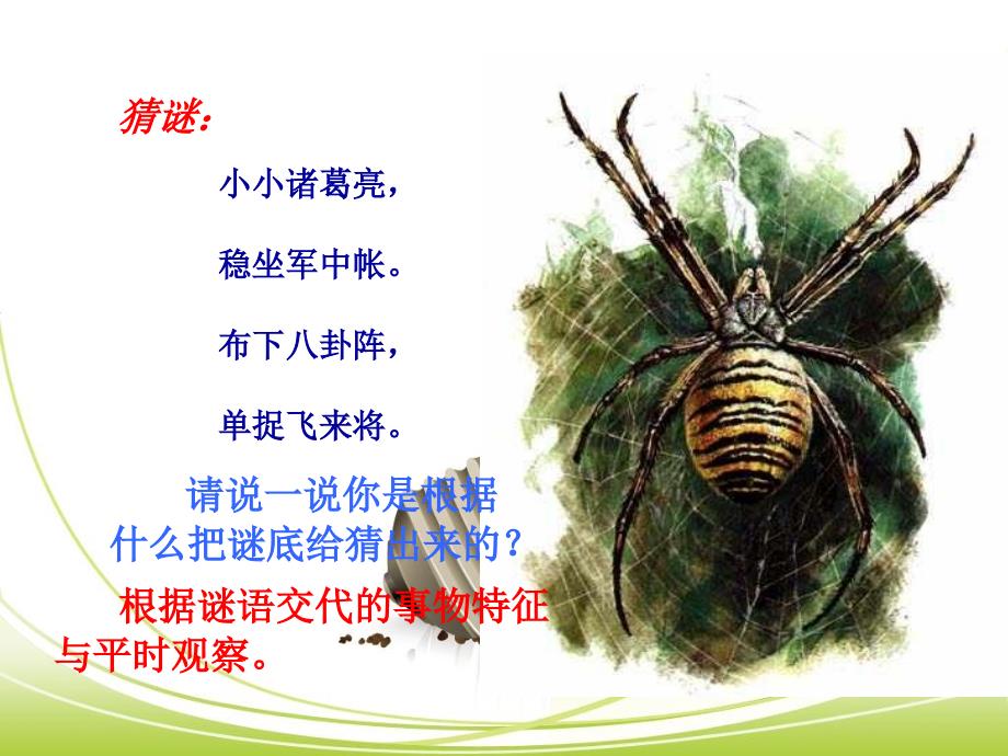 绿色蝈蝈展示课修改后精品教育_第1页