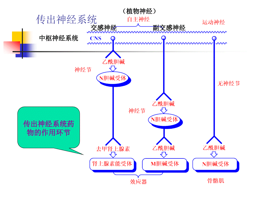 肾上腺素能受体作用药_第3页