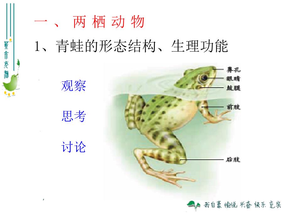 515两栖动物和爬行动物_第3页