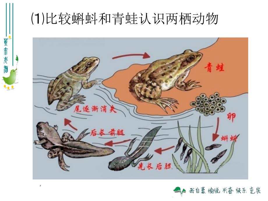 515两栖动物和爬行动物_第4页