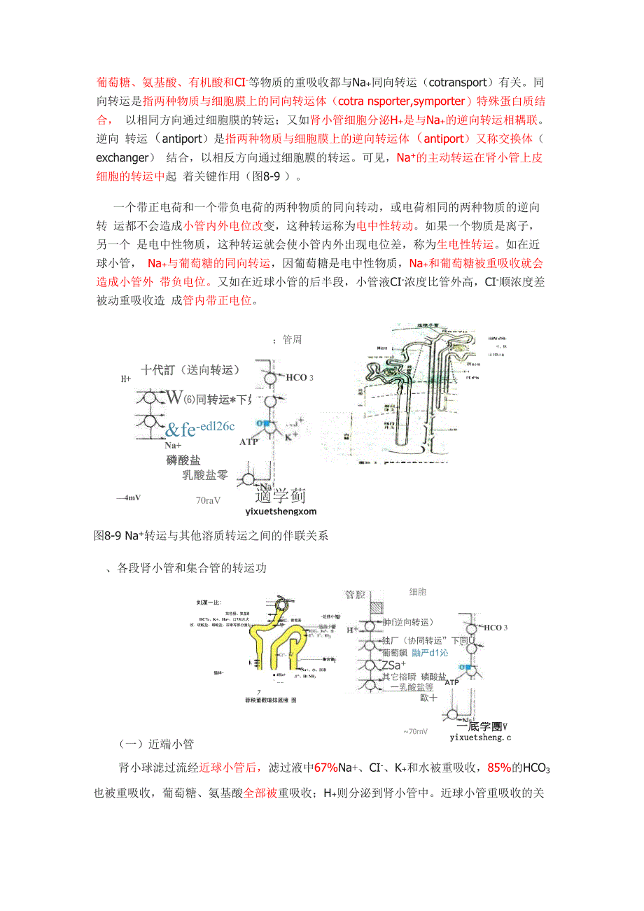 肾小管和集合管的重吸收_第2页