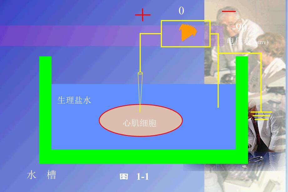 心电图的形成原理上传_第3页