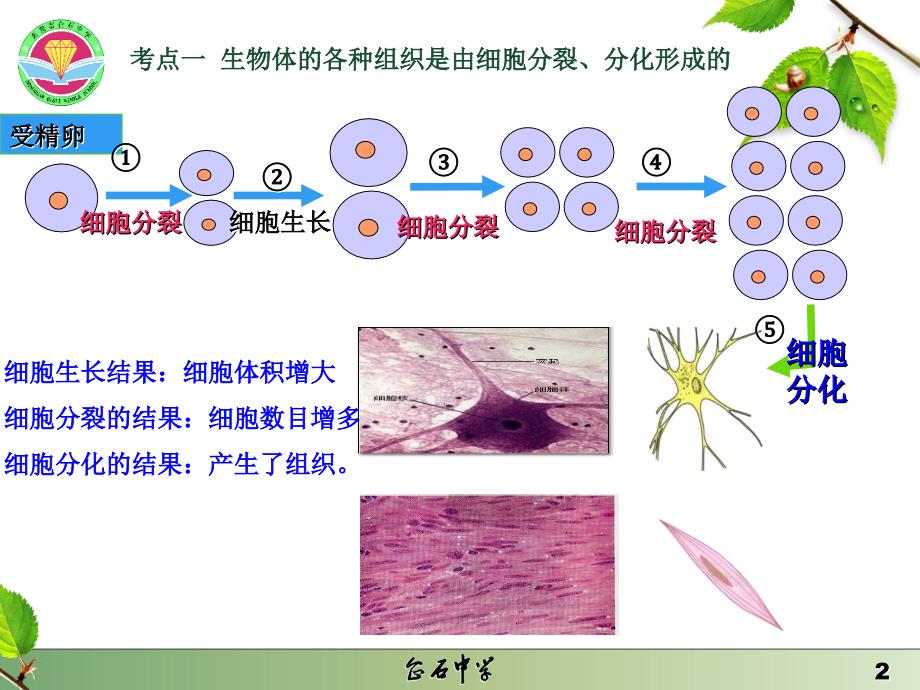 生物体的结构层次复习_第2页