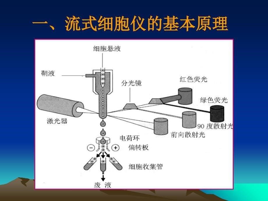 《流式细胞技术》课件_第5页