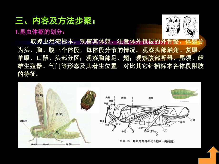 实验二昆虫形态及生物学_第3页