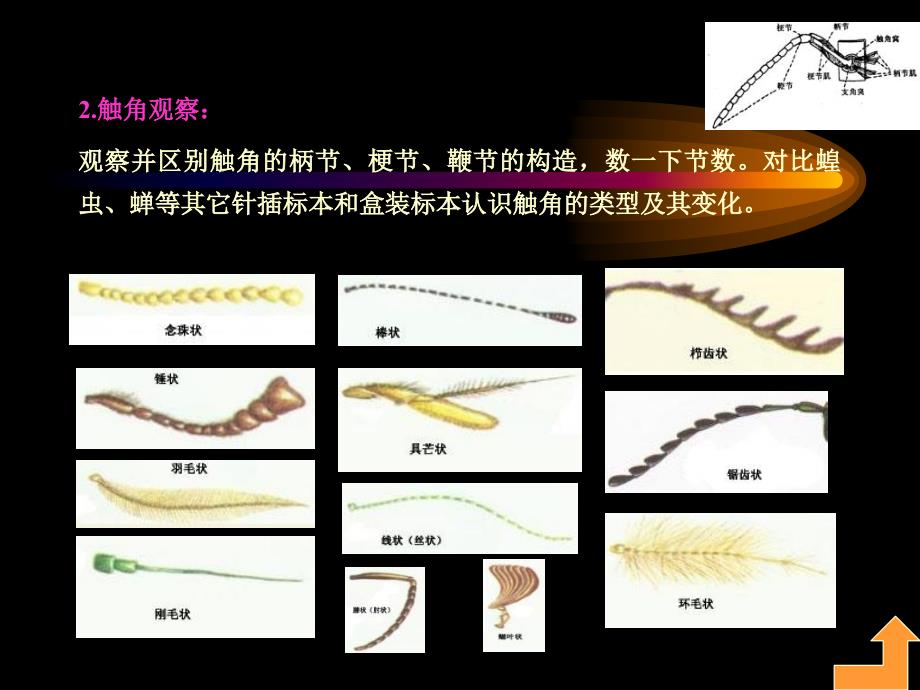 实验二昆虫形态及生物学_第4页