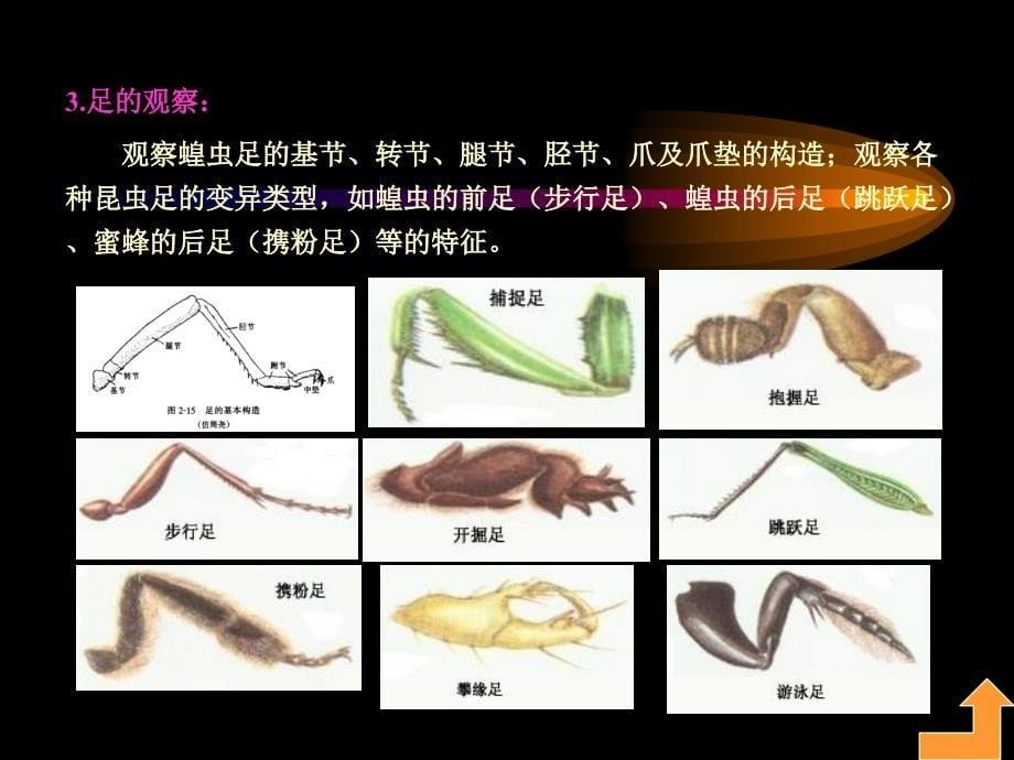 实验二昆虫形态及生物学_第5页