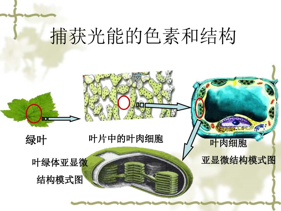 叶绿素的提取实验以及光合作用的影响因素课件_第2页