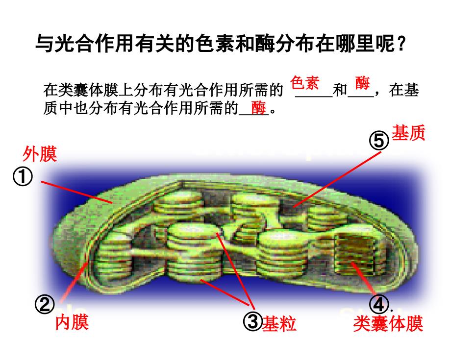 叶绿素的提取实验以及光合作用的影响因素课件_第3页