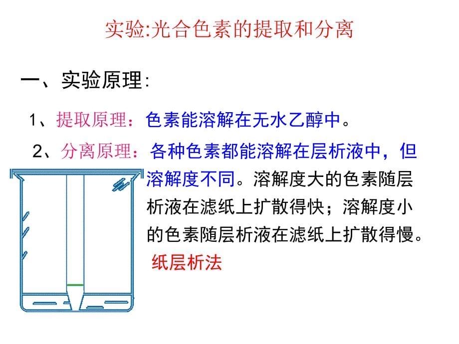 叶绿素的提取实验以及光合作用的影响因素课件_第5页