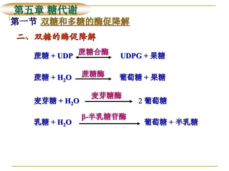 生物化学：第五章 糖代谢_第5页