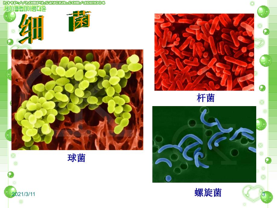 细菌、真菌和病毒.ppt_第3页