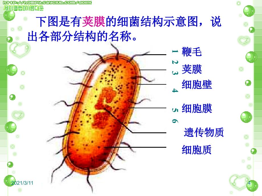 细菌、真菌和病毒.ppt_第4页